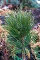 Pinus nigra Green Tower IMG_8807 Sosna czarna